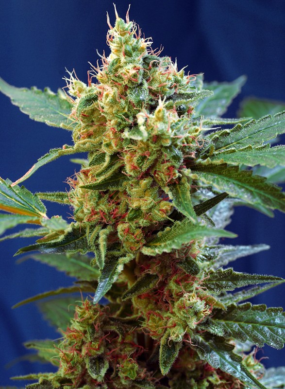 Cream Mandarine XL Auto® (100) Sweet Seeds