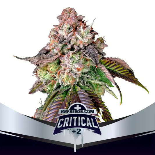 Critical +2 Fem - BSF SEEDS