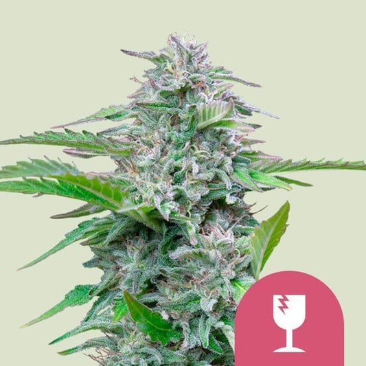 CRITICAL FEM X100-ROYAL QUEEN SEEDS - VERNYGLASS