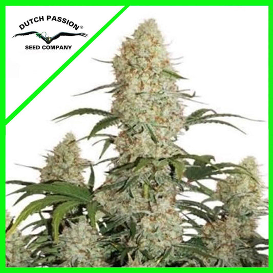 CRITICAL ORANGE PUNCH AUTO X100-DUTCH PASSION - VERNYGLASS