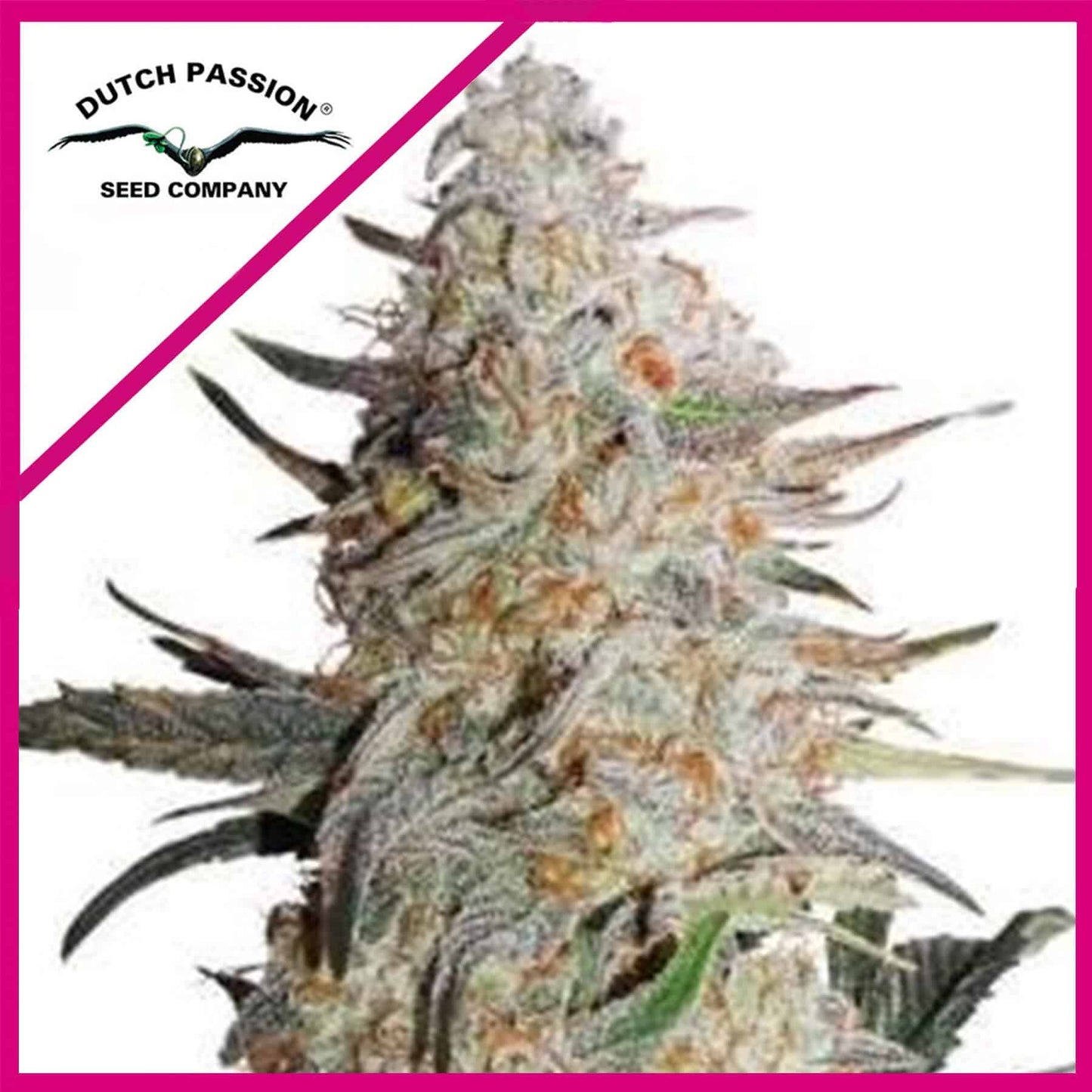 CRITICAL ORANGE PUNCH FEM X100 - DUTCH PASSION - VERNYGLASS