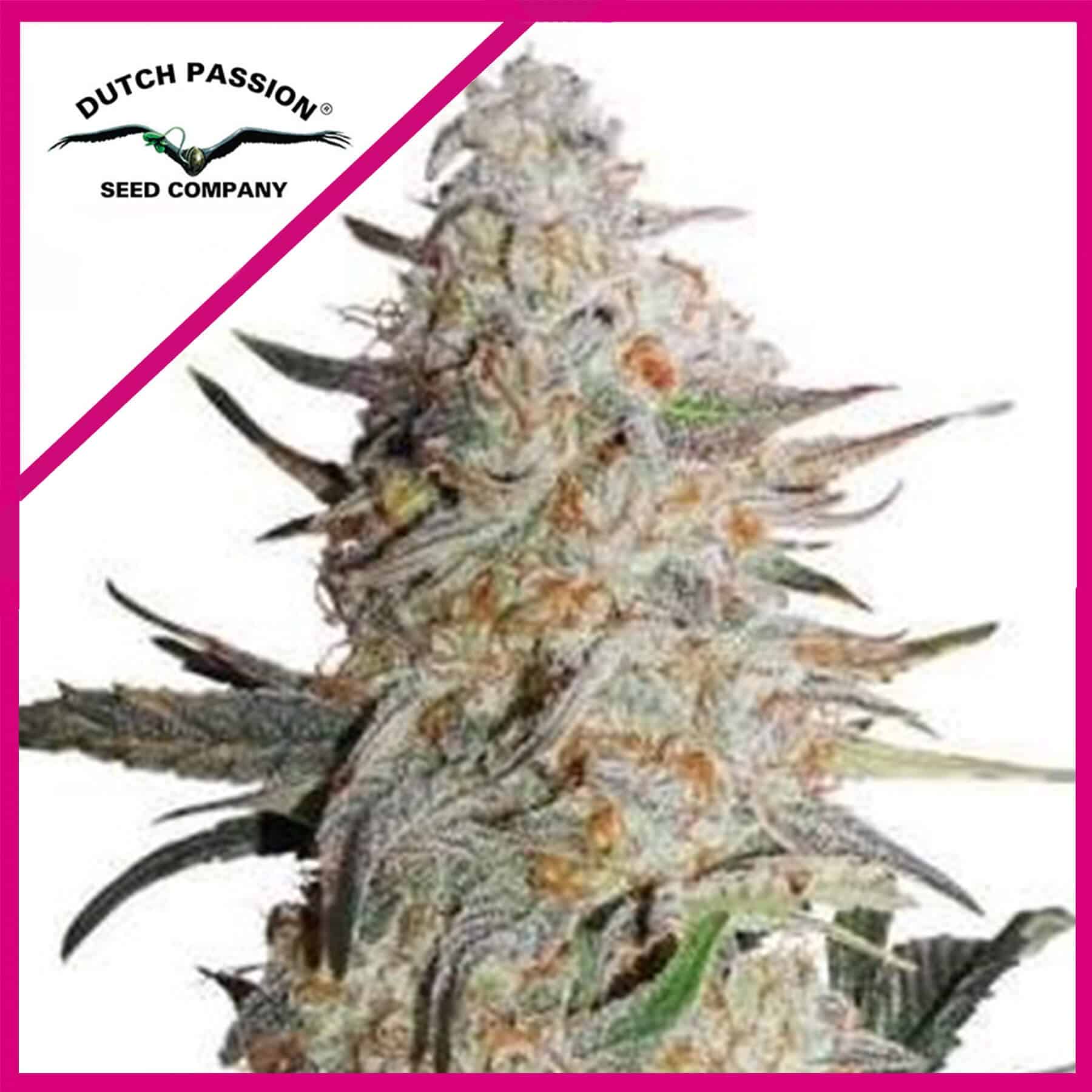 CRITICAL ORANGE PUNCH FEM X100 - DUTCH PASSION - VERNYGLASS