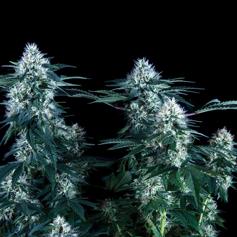 Critical Plus Fast Version (100) Trikoma Seeds - VERNYGLASS