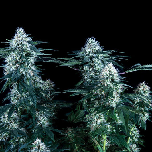 Critical Plus Fast Version (100) Trikoma Seeds - VERNYGLASS