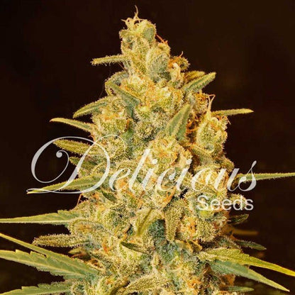 Critical Sensi Star - Delicious seeds - VERNYGLASS