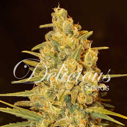 Critical Sensi Star - Delicious seeds - VERNYGLASS