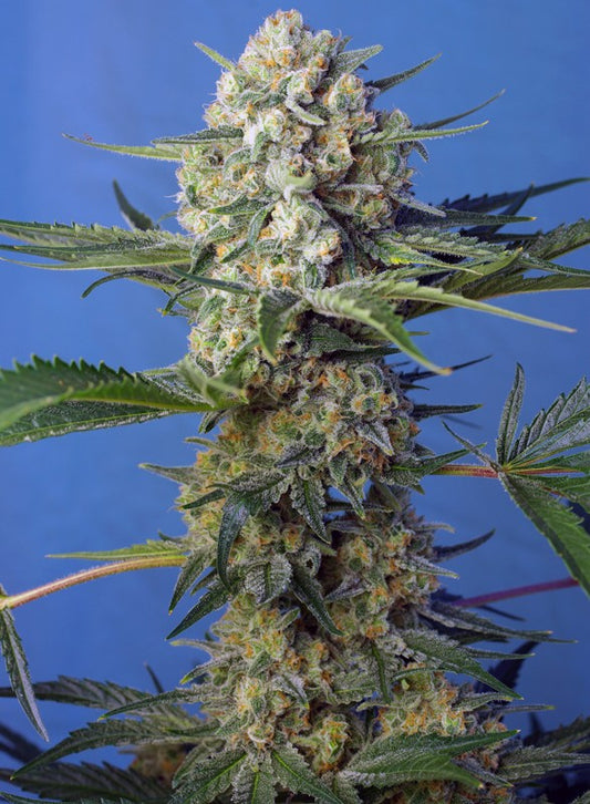 Crystal Candy F1(100) Fast Version® Sweet Seeds
