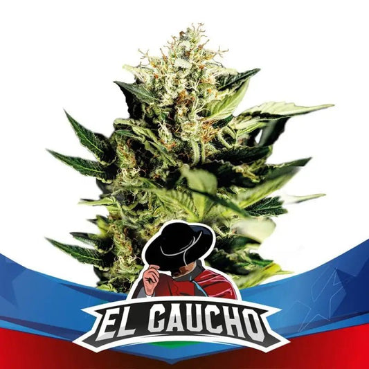 El Gaucho Faster (100) Bsf Seeds - VERNYGLASS