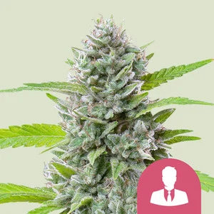 El Patron Fem - Royal Queen Seeds