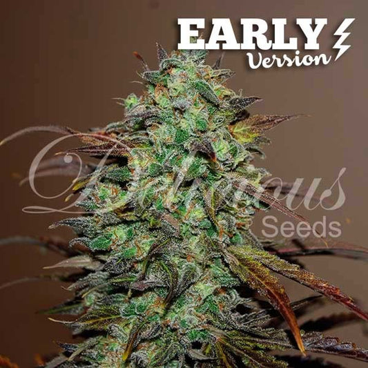 Eleven Roses Early Version (100) - Delicious Seeds