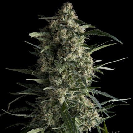Galaxy Fem - Pyramid Seeds - VERNYGLASS