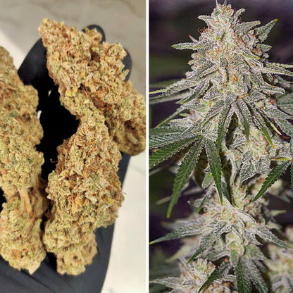 Glueberry OG Fem x100 - Dutch Passion - VERNYGLASS