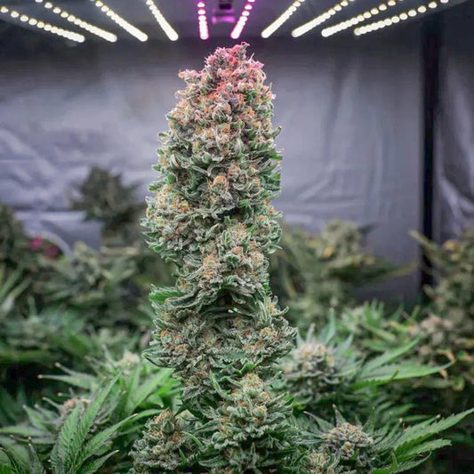 Glueberry OG Fem x100 - Dutch Passion - VERNYGLASS