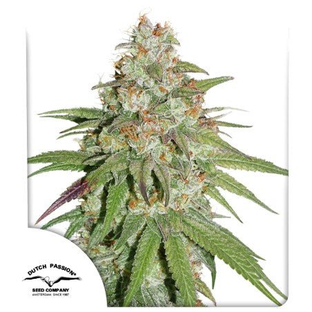 Glueberry OG Fem x100 - Dutch Passion - VERNYGLASS