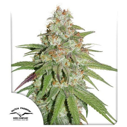 Glueberry OG Fem x100 - Dutch Passion - VERNYGLASS