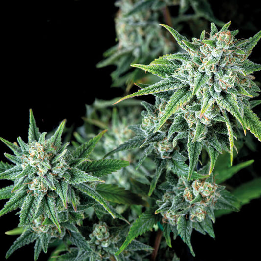 Gorilla Fast Version (100) Trikoma Seeds