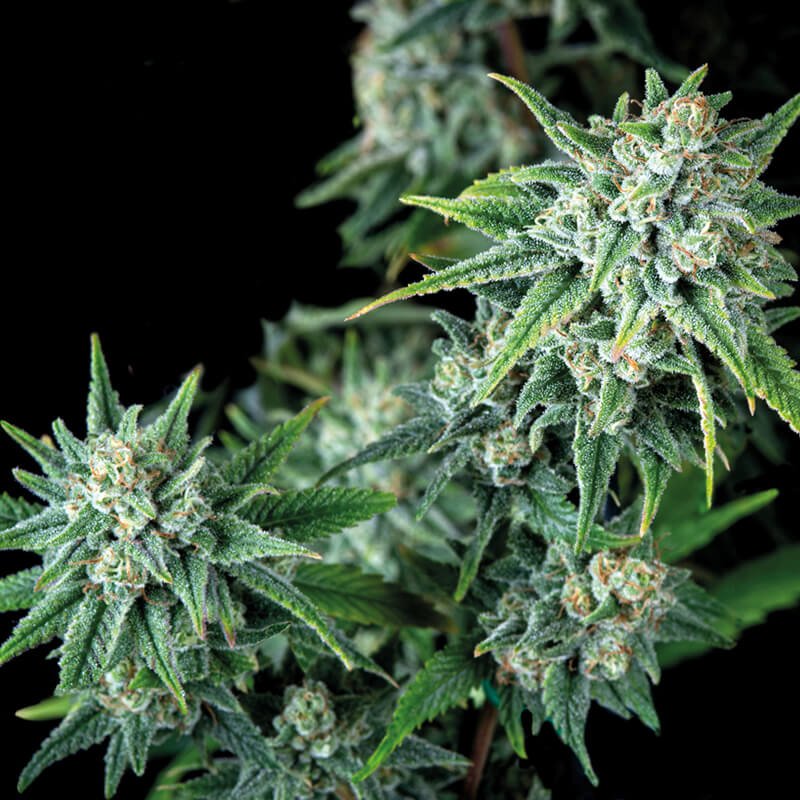 Gorilla Fast Version (100) Trikoma Seeds - VERNYGLASS