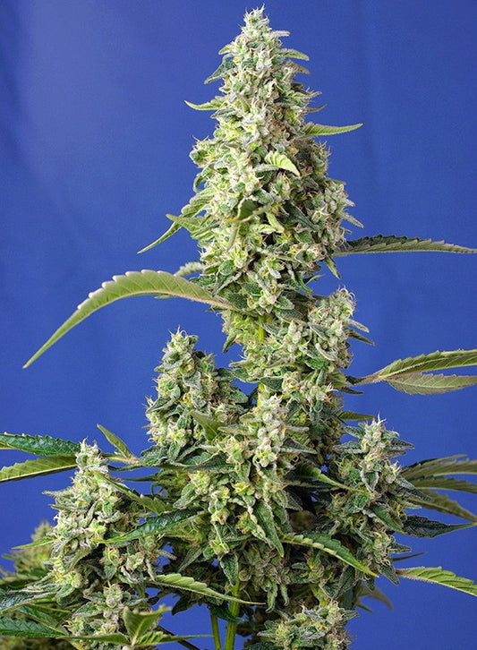Gorilla Girl F1 (100) Fast Version®-Sweet Seeds