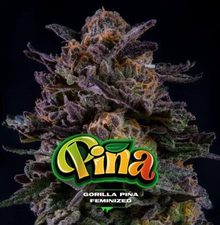 GORILLA PIÑA FEM X100 - BSF - VERNYGLASS