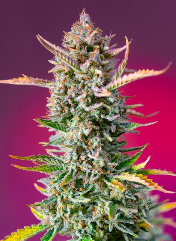 Gorilla Sherbet F1(100) Fast Version® Sweet Seeds - VERNYGLASS