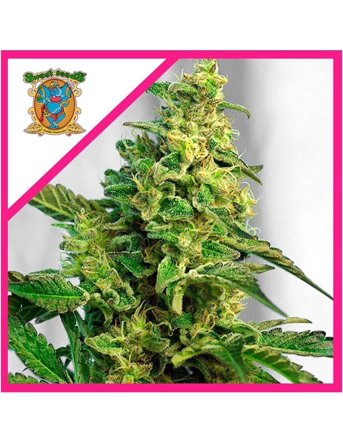 GREEN POISON FEM X100 - SWEET SEEDS - VERNYGLASS