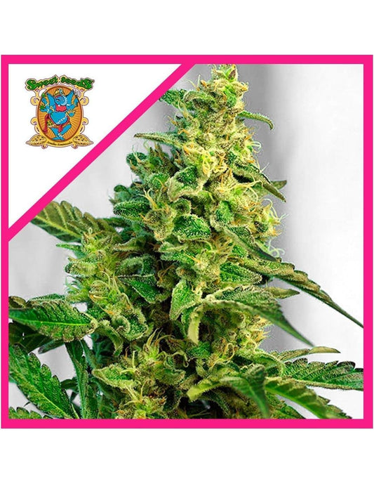 GREEN POISON FEM X100 - SWEET SEEDS - VERNYGLASS