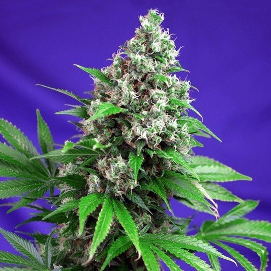 Killer Kush F1 Fast Version® - Sweet Seeds - VERNYGLASS