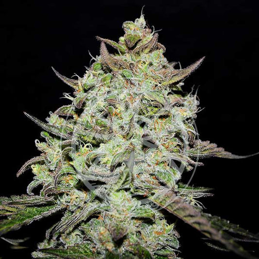 Lemon Gazzy Earley version (100) - Delicious Seeds