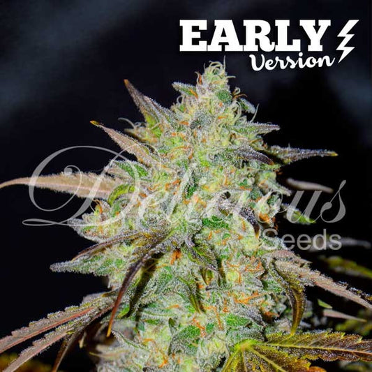 Marmalate Early Version (100) - Delicious Seeds