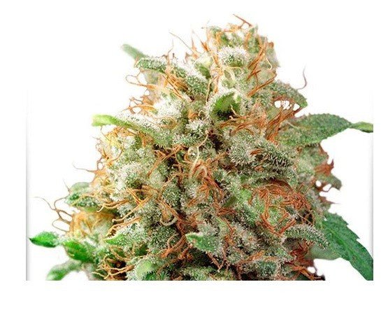 MAZAR FEM X100 - DUTCH PASSION - VERNYGLASS