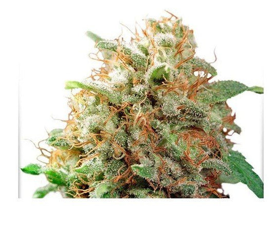 MAZAR FEM X100 - DUTCH PASSION - VERNYGLASS