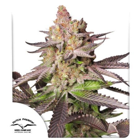 Melonade Runtz Fem x100 - Dutch Passion - VERNYGLASS