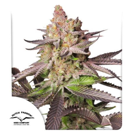 Melonade Runtz Fem x100 - Dutch Passion