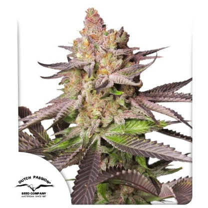 Melonade Runtz Fem x100 - Dutch Passion