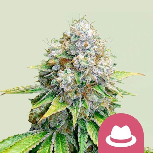O.G. KUSH FEM X100 - ROYAL QUEEN SEEDS - VERNYGLASS