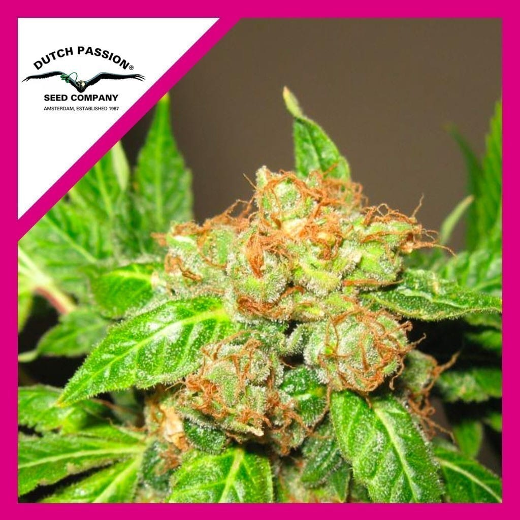 ORANGE BUD FEM X100-DUTCH PASSION - VERNYGLASS