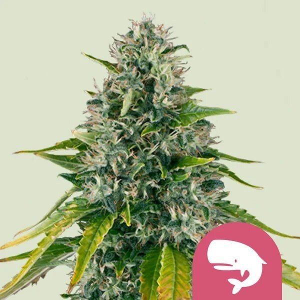 ROYAL MOBY FEM X100 - ROYAL QUEEN SEEDS - VERNYGLASS