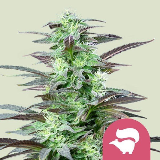 SKUNK XL FEM X100-ROYAL QUEEN SEEDS - VERNYGLASS
