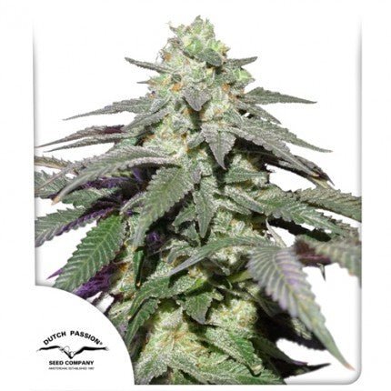 SKYWALKER HAZE AUTO X100-DUTCH PASSION - VERNYGLASS