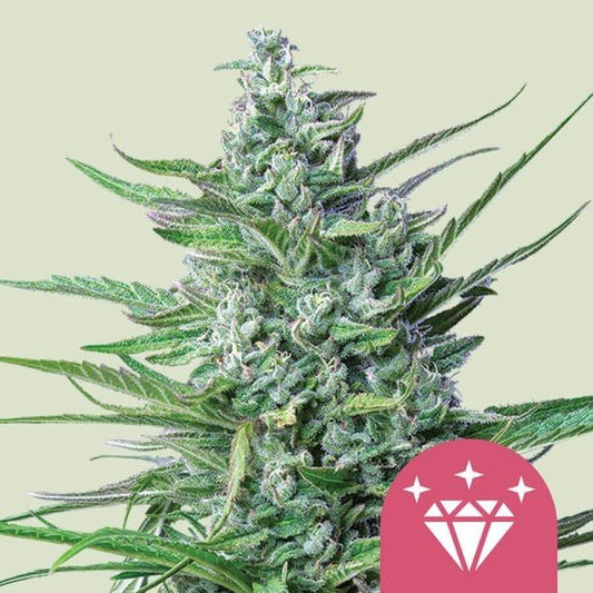 SPECIAL KUSH N1 FEM X100-ROYAL QUEEN SEEDS - VERNYGLASS