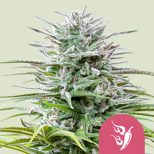 Speedy Chile Fast Version - Royal Queen Seeds - VERNYGLASS