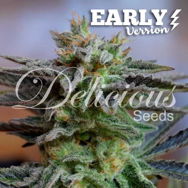 Sugar Black Rose Early Version (100) - Delicious Seeds - VERNYGLASS