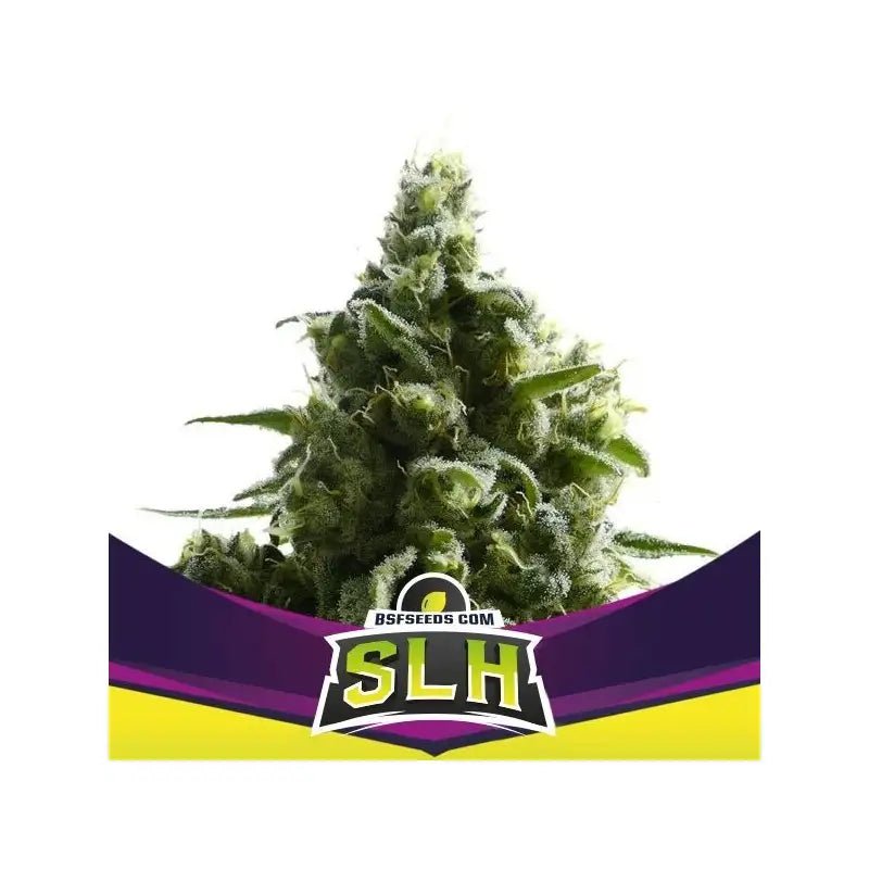 Super Lemon Haze Fem (100) Bsf Seeds - VERNYGLASS