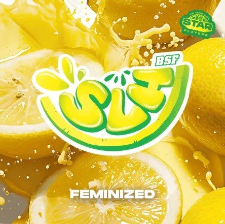 SUPER LEMON HAZE FEM X100 - BSF - VERNYGLASS