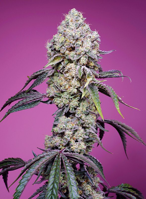 Sweet Mandarine Z F1 (100) Fast Version® Sweet Seeds - VERNYGLASS