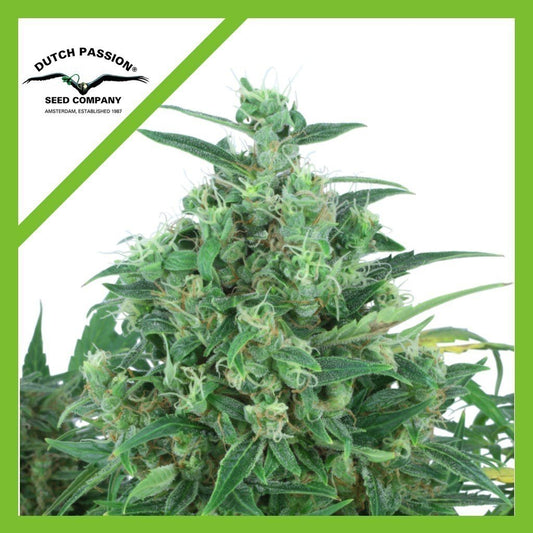 THINK DIFFERENT AUTO X100 - DUTCH PASSION - VERNYGLASS