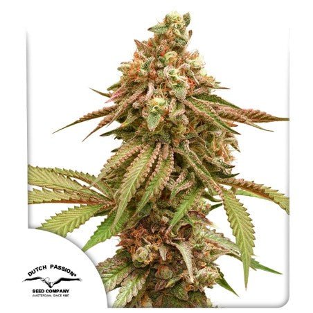 Tropical Tangie Fem x100 - Dutch Passion - VERNYGLASS