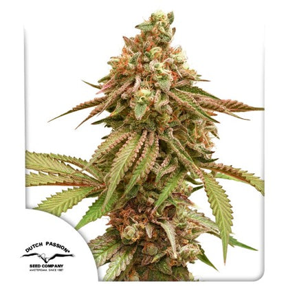 Tropical Tangie Fem x100 - Dutch Passion