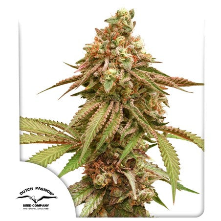 Tropical Tangie Fem x100 - Dutch Passion