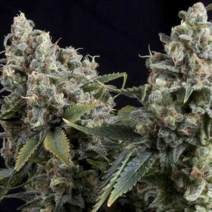 Tutankhamon Auto - Pyramid Seeds - VERNYGLASS